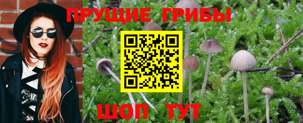 Псилоцибиновые грибы GOLDEN TEACHER Хасавюрт